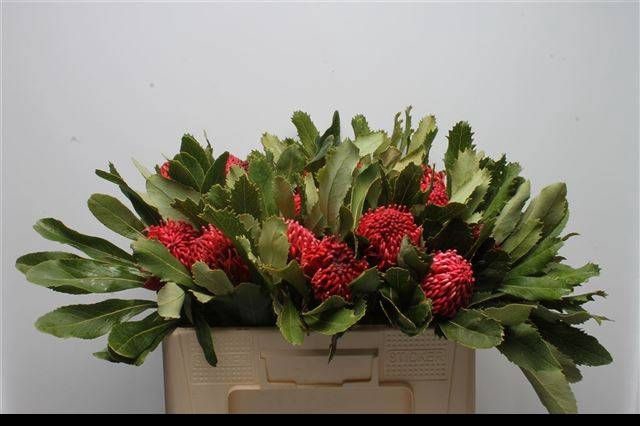 <h4>TELOPEA SP WARATAH</h4>