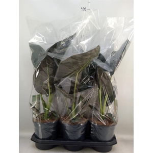 Alocasia  'Regal Shields'