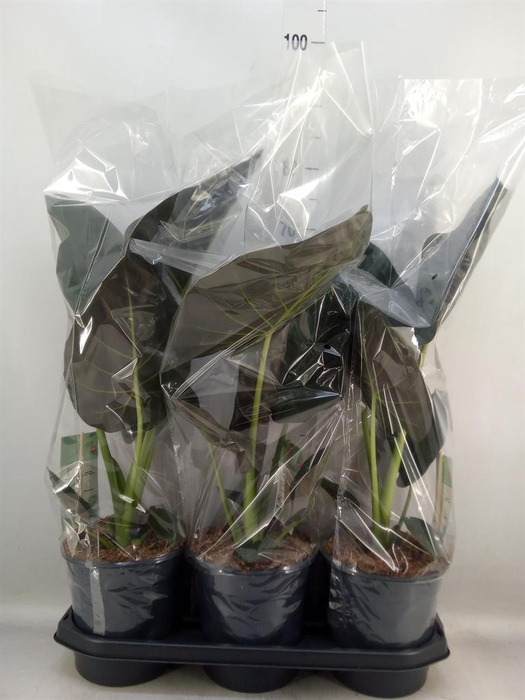 <h4>Alocasia  'Regal Shields'</h4>