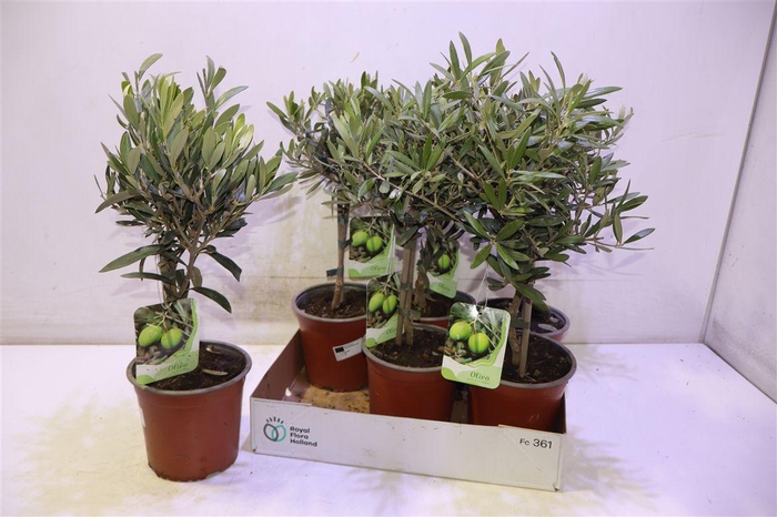 <h4>Olea Europaea</h4>