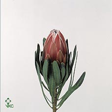 Protea Lieben Cherry