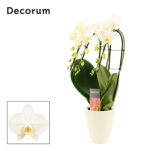 Phalaenopsis triple cascade wit in Carly wit mat (Deco-collect.)