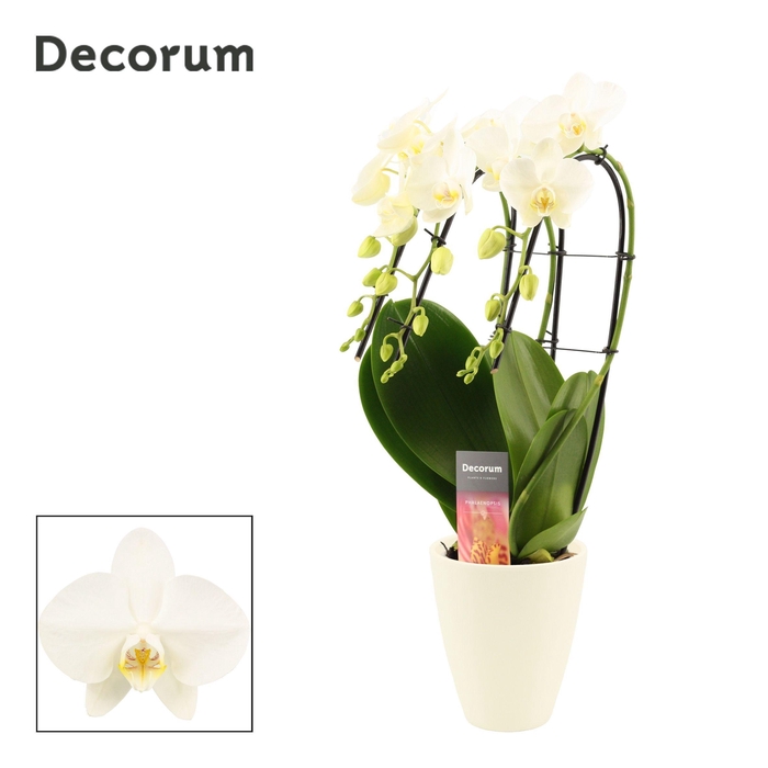 <h4>Phalaenopsis triple cascade wit in Carly wit mat (Deco-collect.)</h4>
