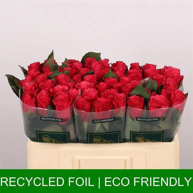 <h4>R GR TACAZZI+</h4>