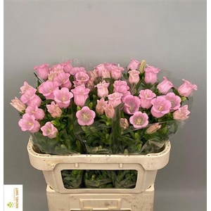 Camp M Pearl Pink