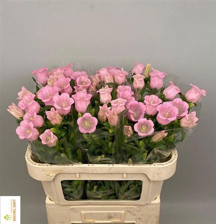 <h4>Camp M Pearl Pink</h4>