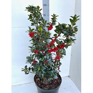 ILEX MES HECKENFEE