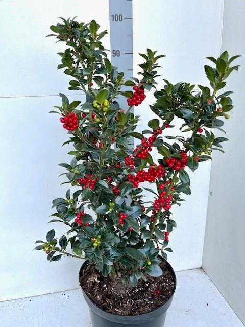 <h4>ILEX MES HECKENFEE</h4>