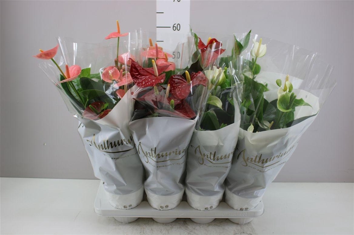 <h4>Anth An Gemengd</h4>