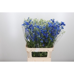 Delphinium Be Volkerfrieden