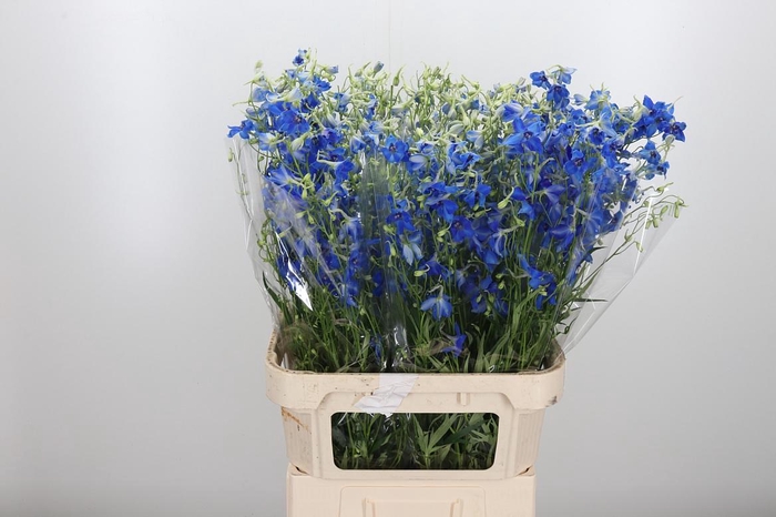 <h4>Delphinium Be Volkerfrieden</h4>