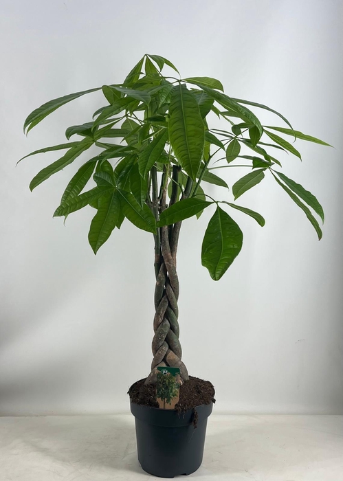 <h4>Pachira pot 24</h4>