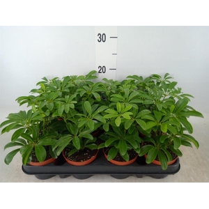 Schefflera arbor. 'Luseana'