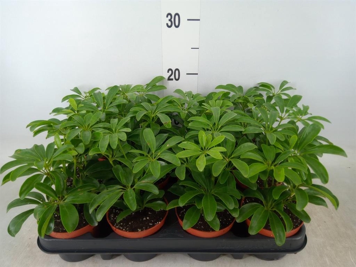 <h4>Schefflera arbor. 'Luseana'</h4>