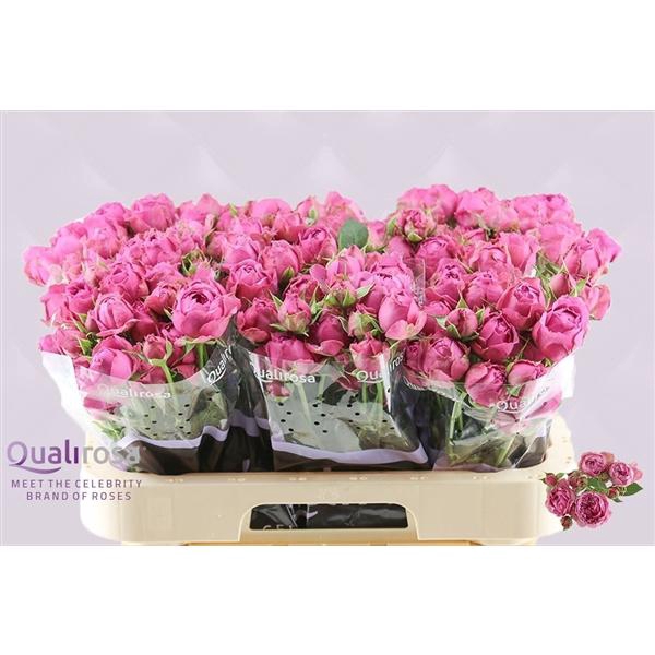 <h4>R Tr Misty Bubbles</h4>