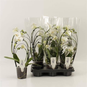 PHAL OV