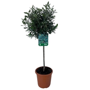 Olea europaea - op stam