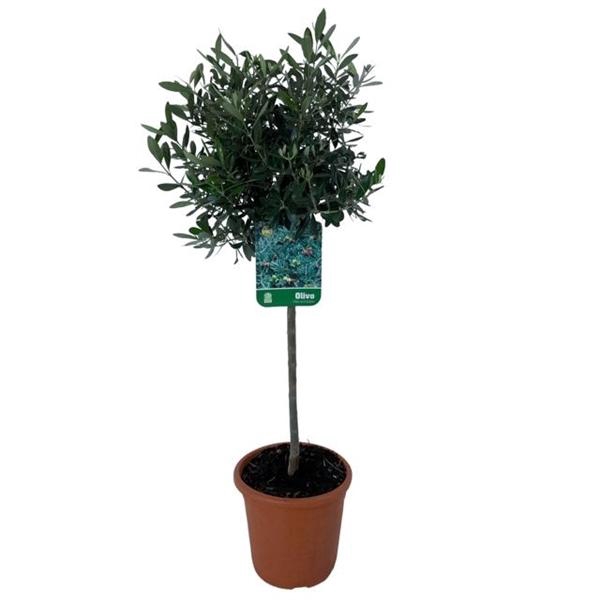 <h4>Olea europaea - op stam</h4>