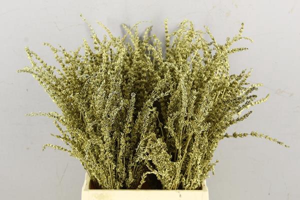 <h4>Df Lavender Bs Gold</h4>