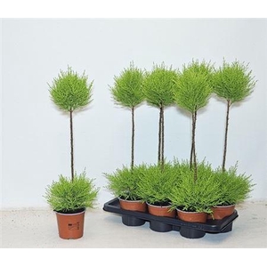 Cupressus macrocarpa 'Goldcrest' diverse vormen