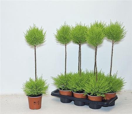 <h4>Cupressus macrocarpa 'Goldcrest' diverse vormen</h4>