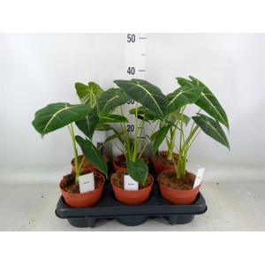 Alocasia   ...