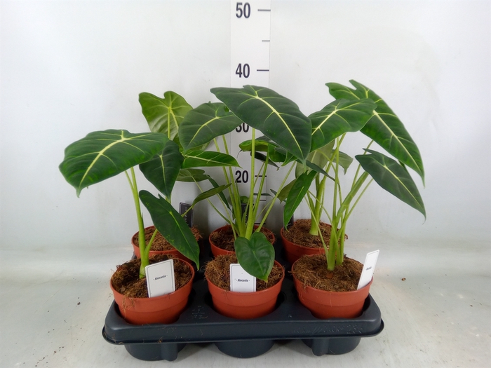 <h4>Alocasia   ...</h4>