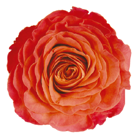 <h4>R Gr Deluxe Collection Sunset Orange 40cm CO</h4>