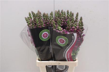 <h4>Antirrhinum Potomac Bordeaux</h4>