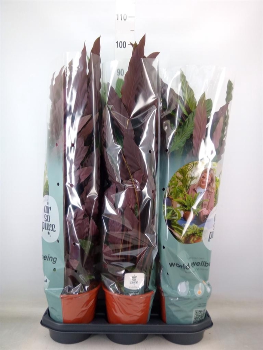 <h4>Calathea rufibarba</h4>