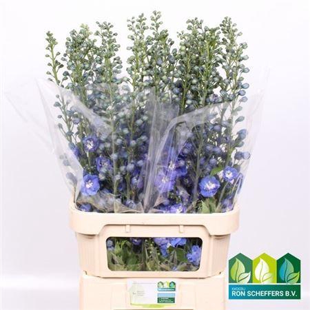 <h4>Delph Du Aurora Blue</h4>