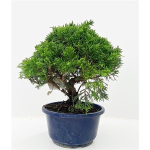 Juniperus chinensis, 16cm, in trainingpot