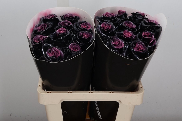 <h4>Wax-Rozen Wax Black Beauty</h4>
