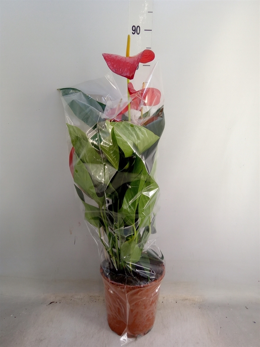 <h4>Anthurium andr. 'Red Bull'</h4>