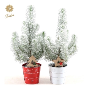 Pinus pinea 'Silver Crest' P10,5 in Zinc X-mas Duo + Snow + Deco - Tree/Star