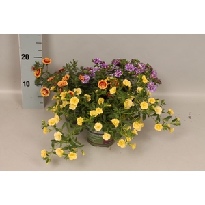 Calibrachoa Double Divers