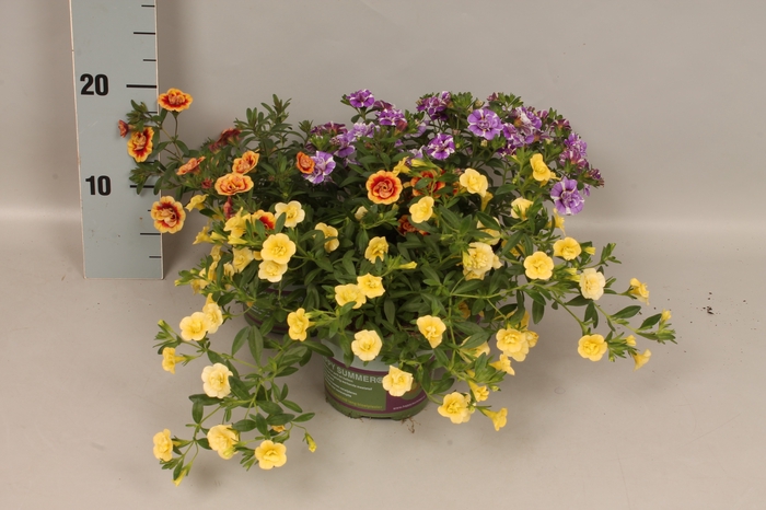 <h4>Calibrachoa Double Divers</h4>