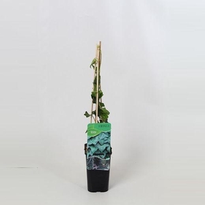 Hedera Hibernica