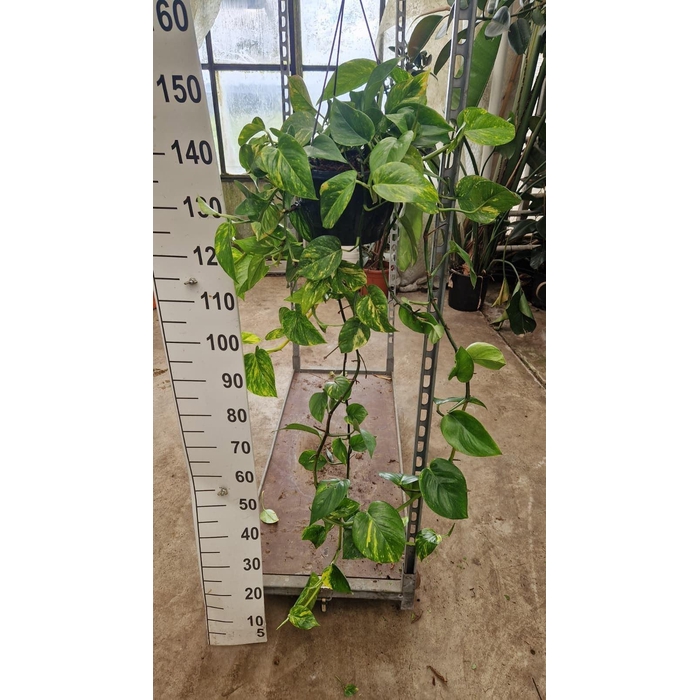 <h4>Epipremnum pinn. 'Aureum'  HG</h4>