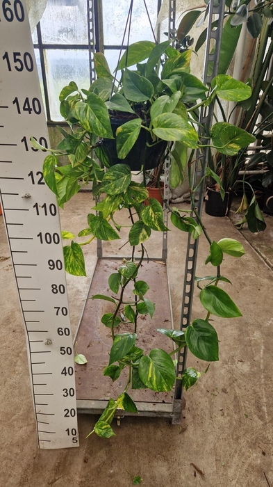 <h4>Epipremnum pinn. 'Aureum' HG</h4>