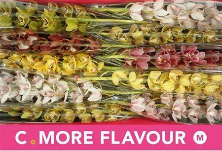 <h4>Cymb Mi Gem</h4>