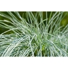 Festuca glauca Intens Blue
