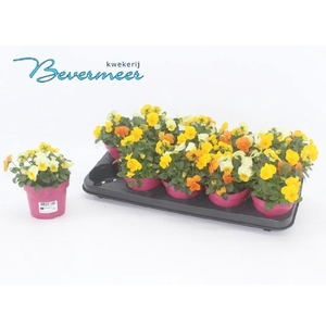 VIO CO EM MM AMSTERD