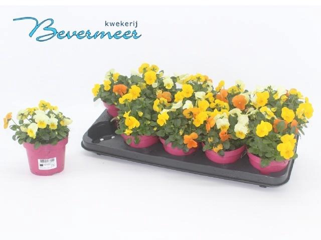 <h4>VIO CO EM MM AMSTERD</h4>