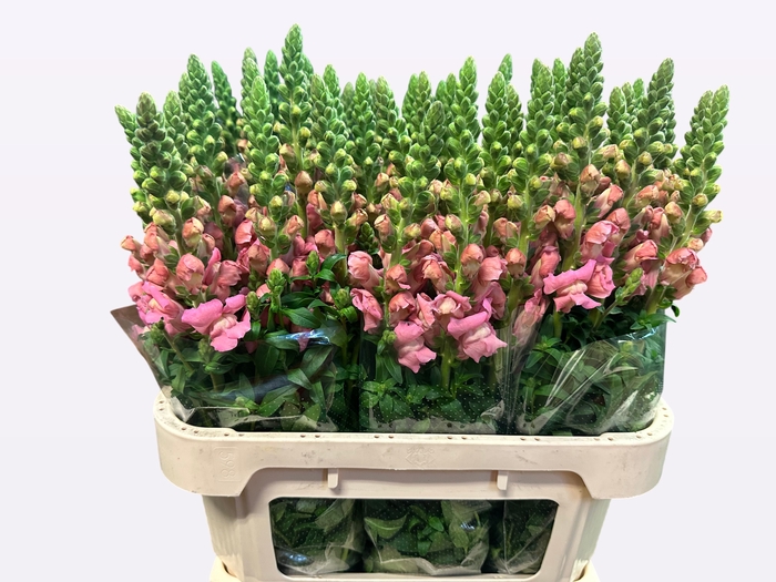 <h4>ANTIR AVIGNON PINK</h4>