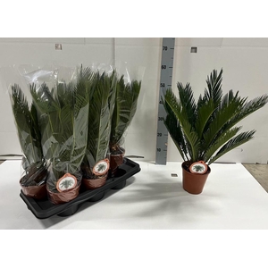 CYCAS REVOLUTA