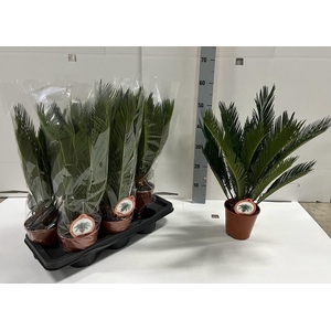 CYCAS REVOLUTA