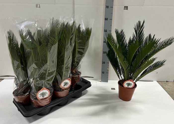 <h4>CYCAS REVOLUTA</h4>