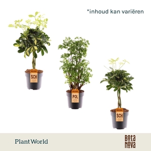 Polyscias vertakt en Schefflera gevlochten stam mix
