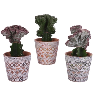 Cactus mix Euphorbia l. Ø12cm in Ø14cm Ceramic Pot Inca